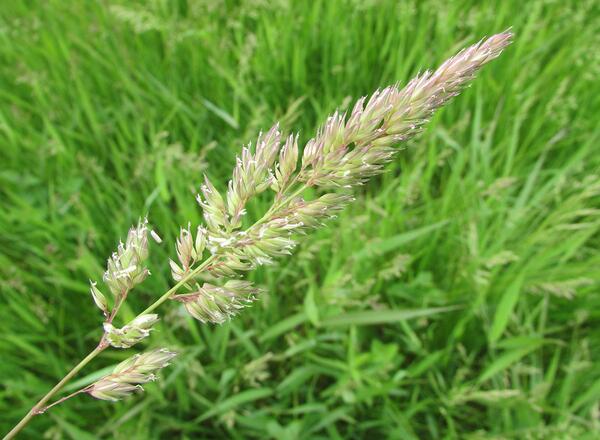 Closeup of panicle inflorescence, with short branches densely packed with spikelets