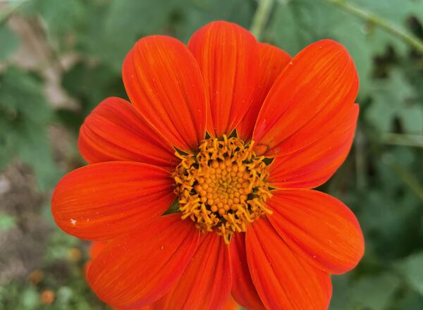 orange-red flower of 'torch' tithonia
