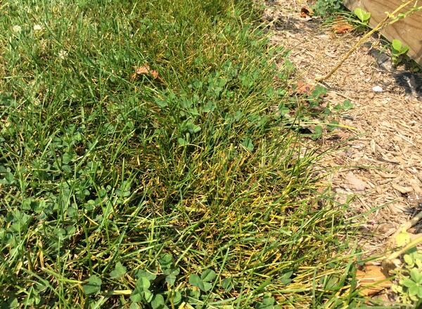 Why Are My Shoes Orange After Walking in Grass? Uncover the Mystery!