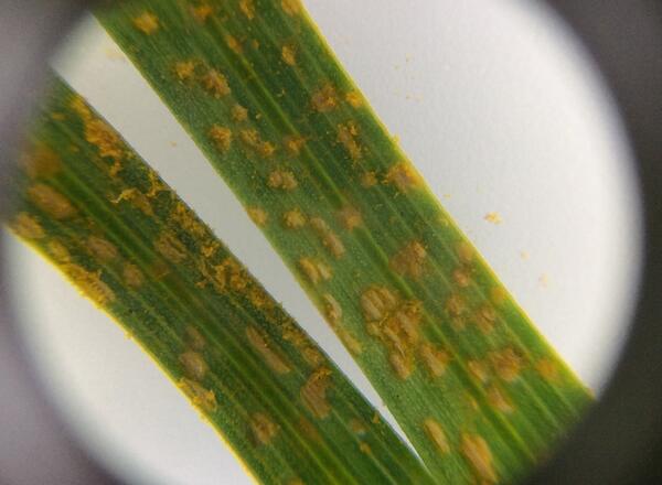 Magnified image of rust spores on turfgrass leaf blade