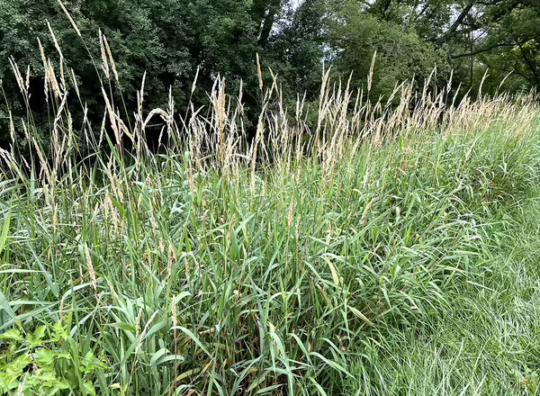 Monoculture of Reed Canary Grass along waterway