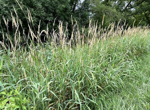 Monoculture of Reed Canary Grass along waterway