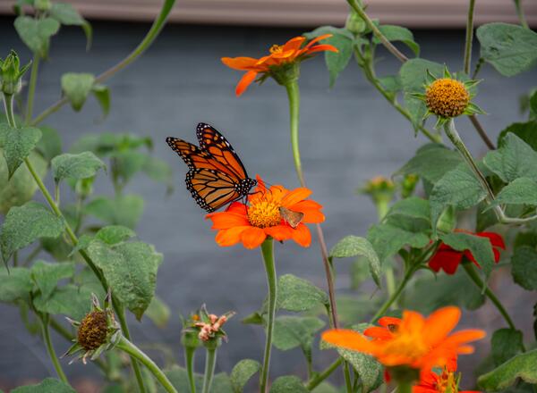 Monarch and skipper butterflies on tithonia flower 