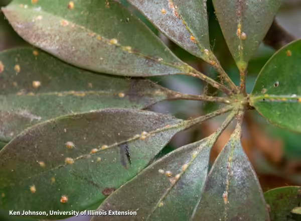Yellow scale insects and black sooty mold on the leaf of a schefflera plant.