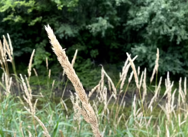 Closeup of senesced inflorescence, which resembles a spike and is straw-colored