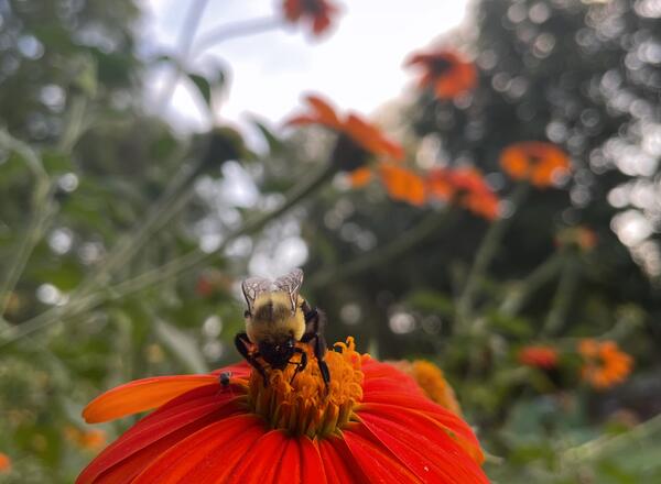 Bumble bee on tithonia flower 