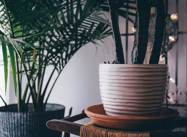 A large potted plant on a saucer