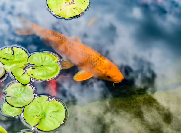 A fish in a small pond