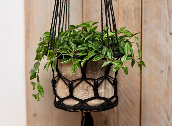Small hanging basket with green plants inside