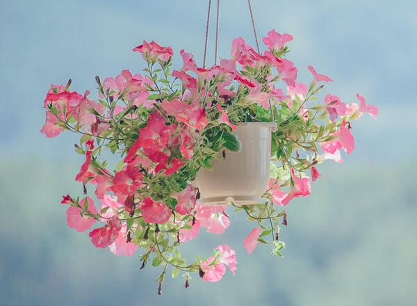 A hanging pot holding pink flowers