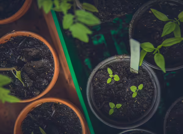 Pots holding herbs