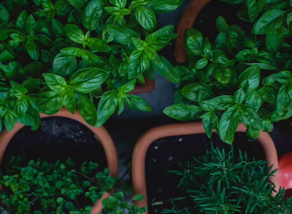 Small pots holding herbs