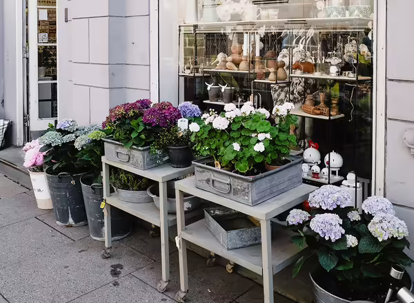 potted plants along a wall