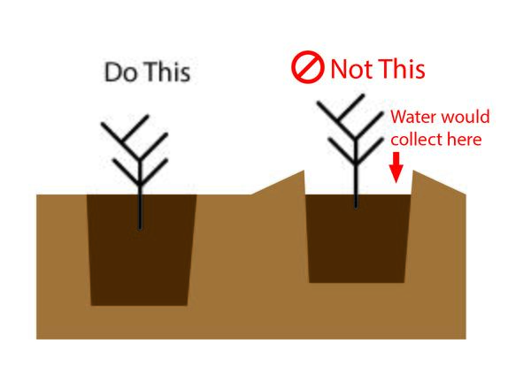 A diagram showing how to not overwater a plant