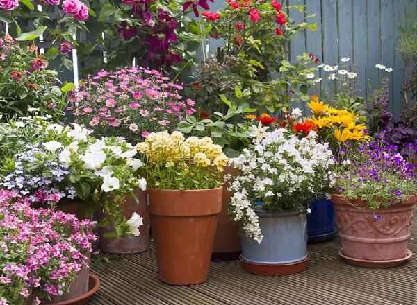 several colorful container pots of pink, yellow, white, red and purple flowers