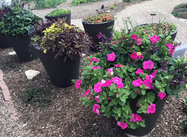 potted plants in garden