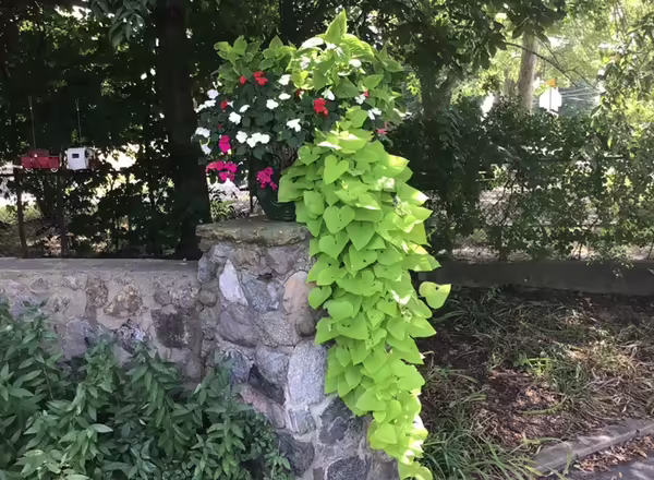 vines flowing down from a container pot on a fence