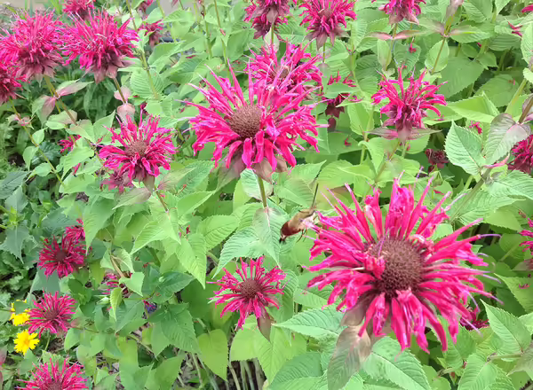 Red beebalm, Monarda didyma