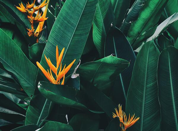 tropical calla plants