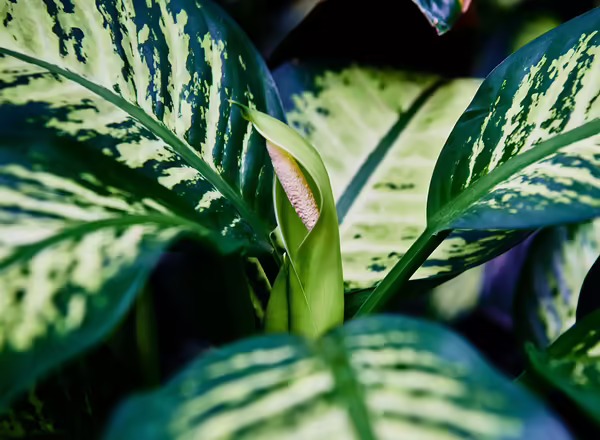 dumb cane