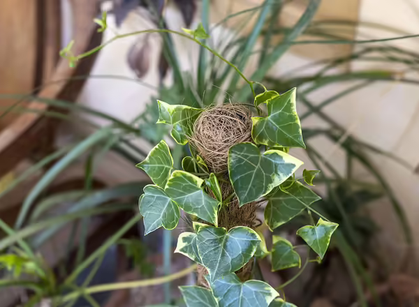 English ivy