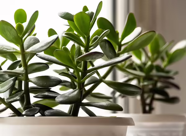 jade plant