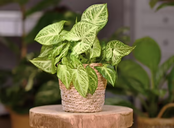 Nephthytis