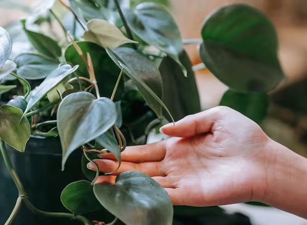 Philodendron