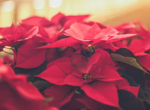 red Poinsettia flower