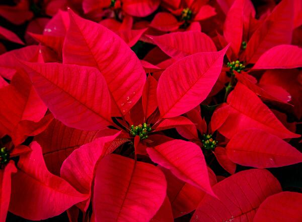 a bunch of red poinsettias with green leaves
