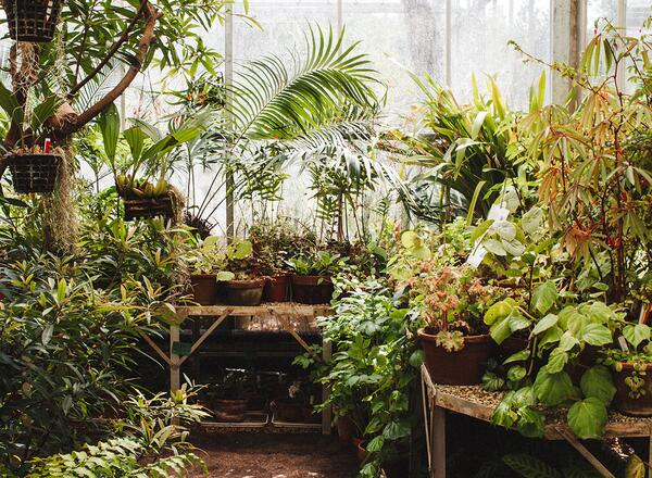 assorted plaints inside greenhouse