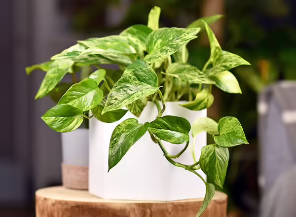 Pothos
