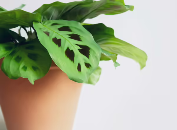 prayer plant