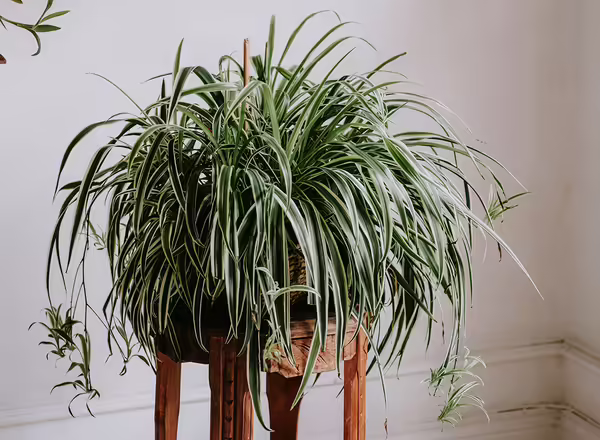Spider plant on bench