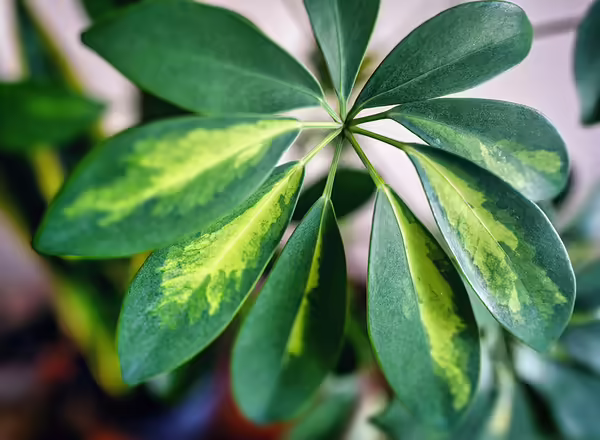 Umbrella Tree Schefflera actinophylla