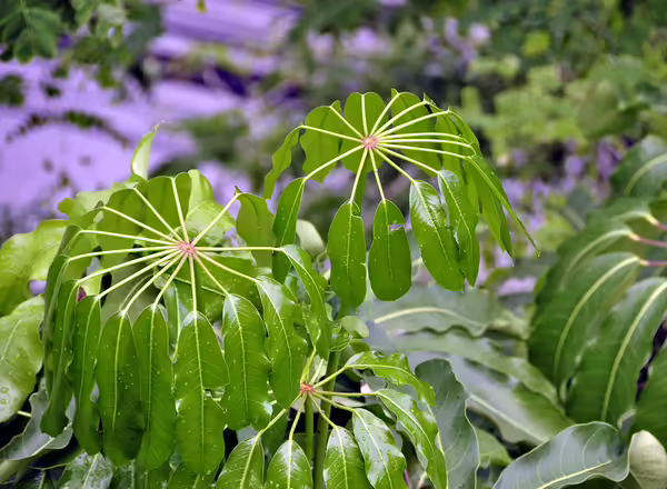 umbrella tree