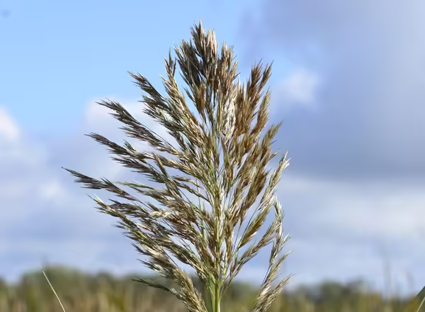 A close up of Phragmites