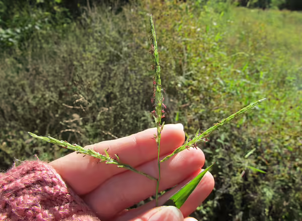 A close up of someone holding a Japanese Stiltgrass