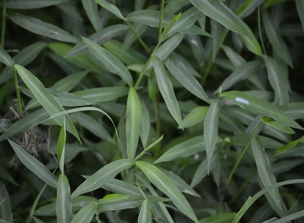 A close up shot of Japanese Stiltgrass
