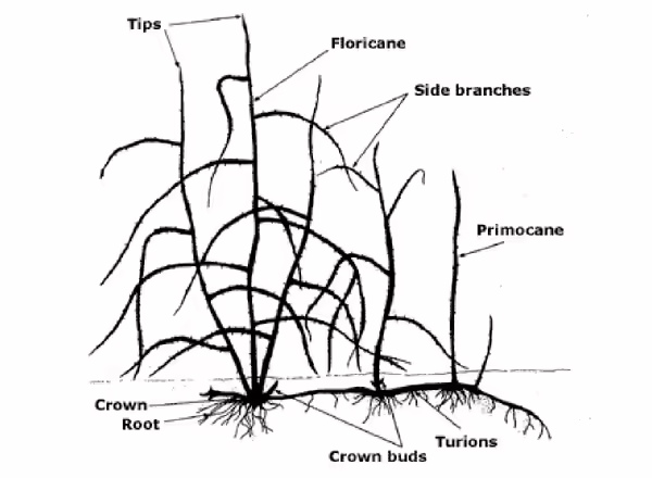 Chart showing the parts of a raspberry plabt