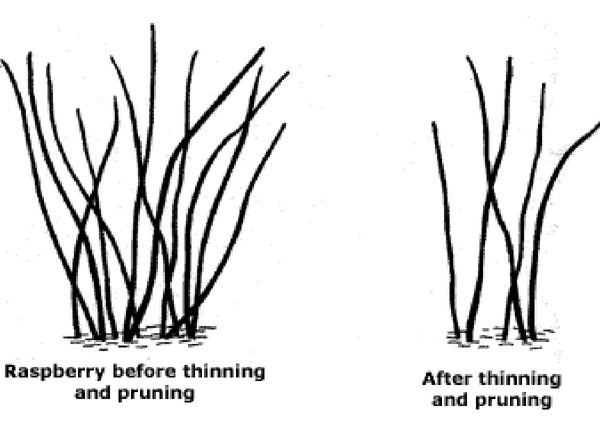 Chart showing two examples of raspberry bushes