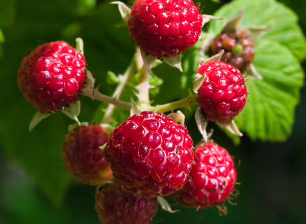 red raspberry fruit in close up photography