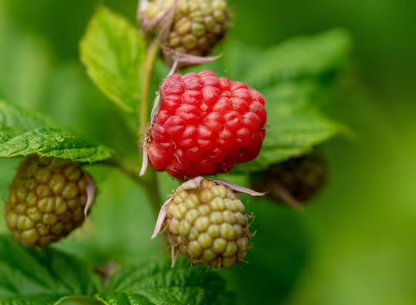 red fruit on green leaf