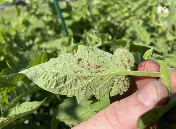 aphids on tomato leaf
