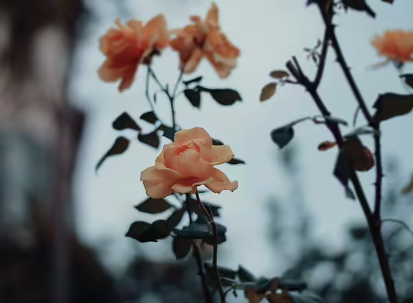 close-up photography of orange petaled flower