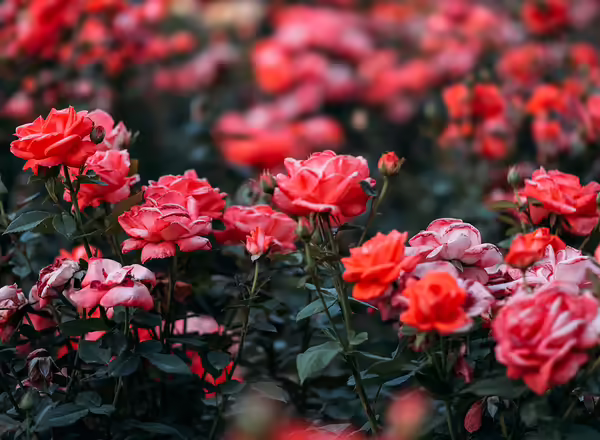 rose bush