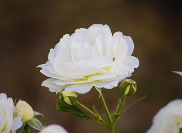 white rose