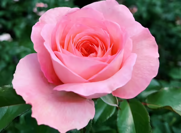 pink rose