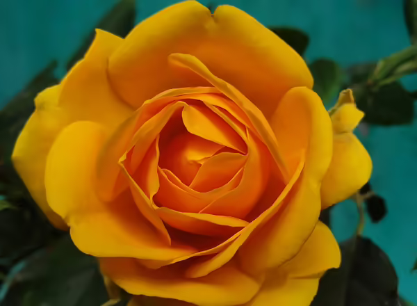 peach rose