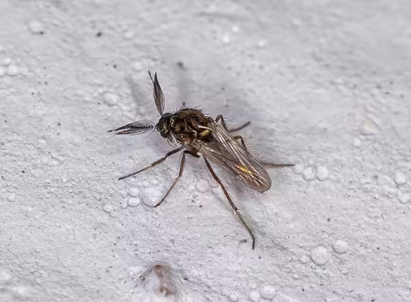 midge